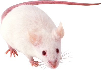 White Mouse Transparent Backgrounds Free Download, Animal PNG Images