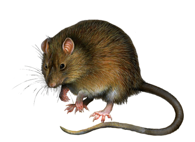Download MOUSE Free PNG transparent image and clipart Download MOUSE Free PNG transparent image and clipart
