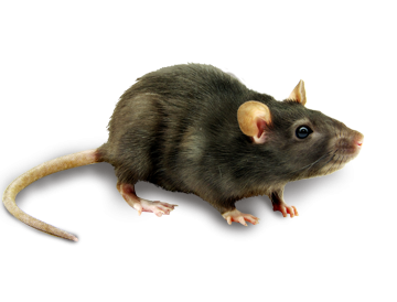 Download MOUSE Free PNG transparent image and clipart Download MOUSE Free PNG transparent image and clipart