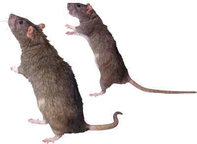 Download MOUSE Free PNG transparent image and clipart Download MOUSE Free PNG transparent image and clipart