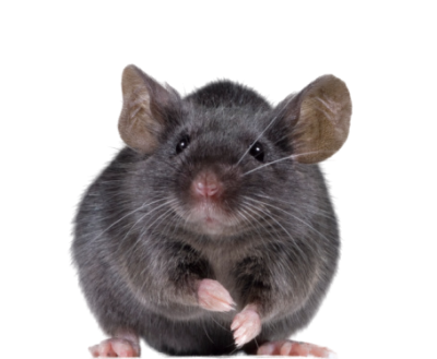 Download MOUSE Free PNG transparent image and clipart Download MOUSE Free PNG transparent image and clipart