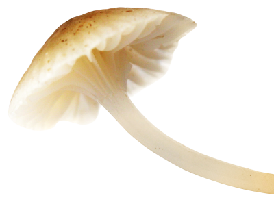 Mushroom Amazing Image Download PNG Images