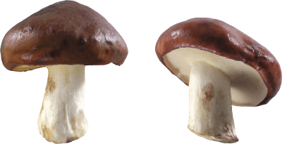 Mushroom Free Download Transparent PNG Images