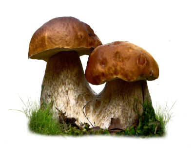 Mushroom Images PNG PNG Images