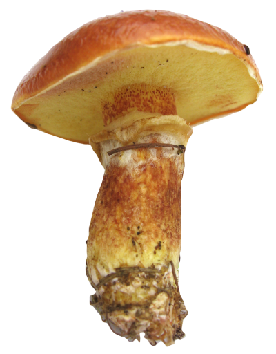Mushroom Free Cut Out PNG Images