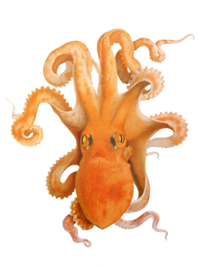 Different Kinds Of Octopus Hd Png PNG Images