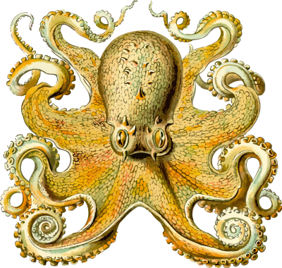 Golden Octopus Drawig Design Transparent Background PNG Images