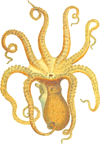 Golden Octopus Hd Transparent PNG Images