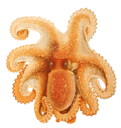 High Quality Octopus Transparent Hd PNG Images
