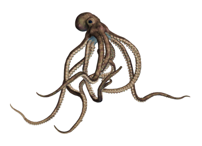 Long Sleeve Brown Octopus Image Transparent PNG Images