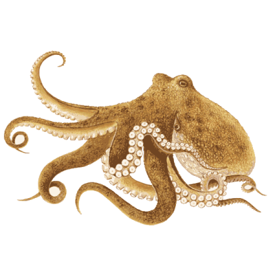 Octopus Types Of Transparent PNG Images