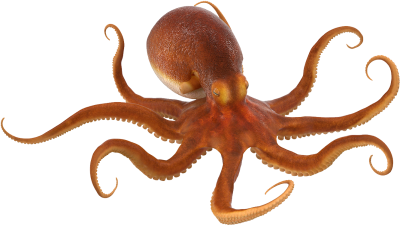Real Live Octopus Free Png PNG Images