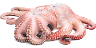 Real Octopus Png Clipart PNG Images