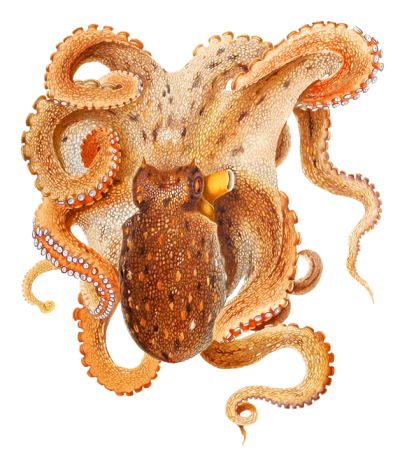 Real Orange Octopus Png Free PNG Images