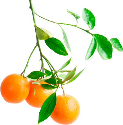 Oranges hanging on branch png free high quality 