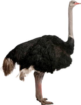 Animals Png Pic PNG Images