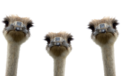 Beautiful Ostrich Png Hd PNG Images