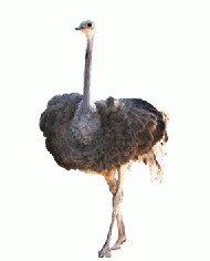 Bird Ostrich Clipart Photo PNG Images