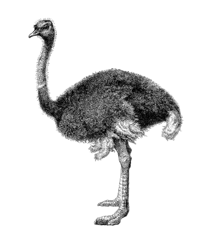 Black And White Ostrich Png PNG Images