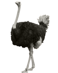 Ostrich Pictures PNG Images
