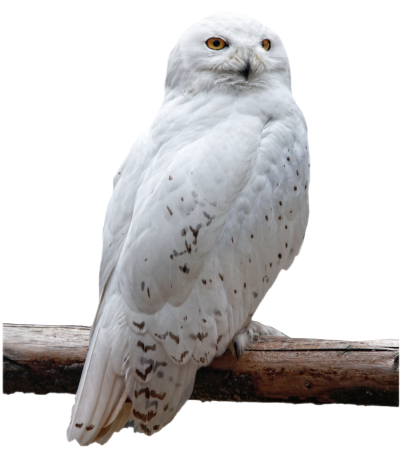 Rear Facing White Owl Download Clipart, Barn Birds, On Branch, Beak PNG Images