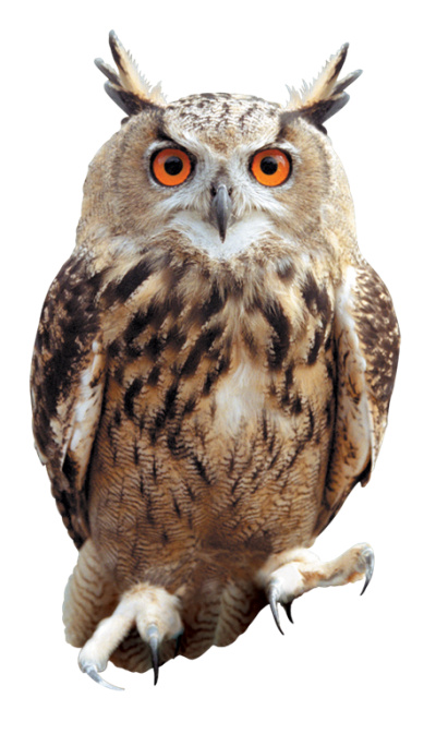 Red Eyed Brown Owl Transparent Images Download, Barn, Predator PNG Images