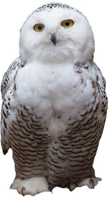 Feather, Animal, Night, Chubby White Owl Photo Free Download PNG Images