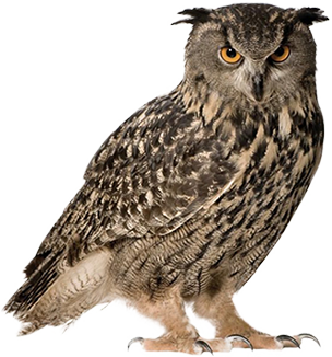 Tough Brown Owl Png Photo Background Download, Animals PNG Images