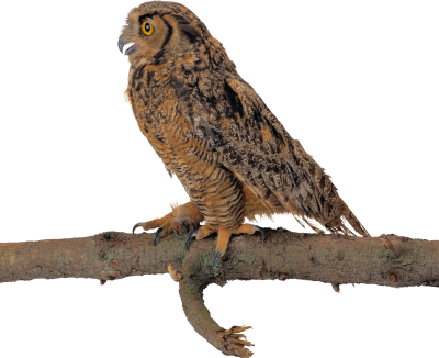 Wild, Brown Owl Transparent Png On Branch, Winged PNG Images