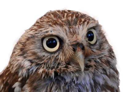 Night, Long View, Head Owl Png Picture Free Download PNG Images