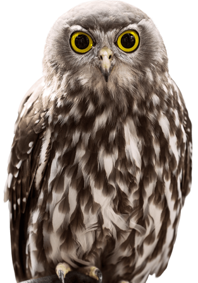 Yellow Eyed Brown Owl images HD Background, Zoo, Trip PNG Images