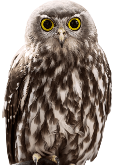 Yellow Eyed Brown Owl Images HD Background, Zoo, Trip PNG Images