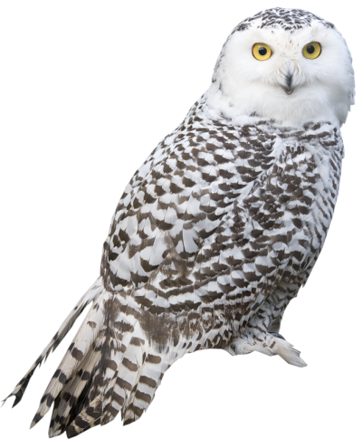 White Snowy Owl HD Free Download, Beak, Large PNG Images