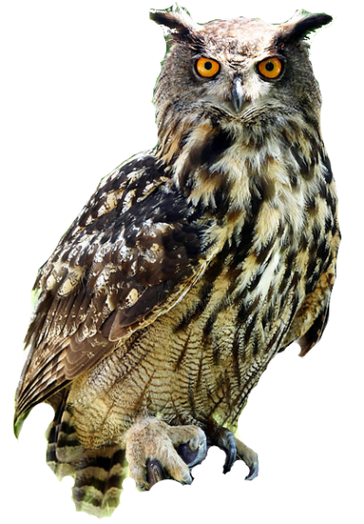 Great Horned Feathered Owl HD Background Free Download, Birds, Flight PNG Images