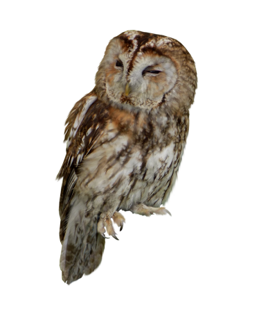 Brown Tawny Owl Picture HD PNG Images