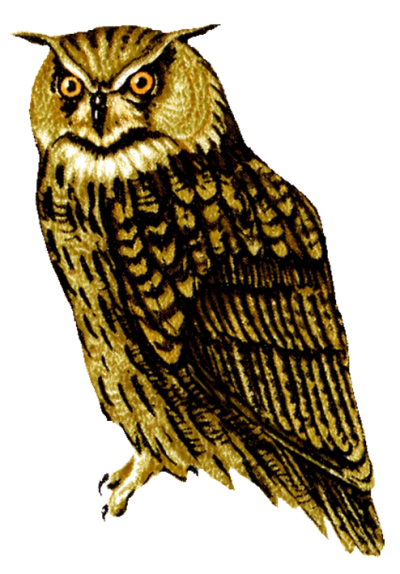 Yellow Owl Png Transparent Look, Animal, Night PNG Images