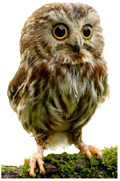 Cute Little Owl Clipart Background Free Download PNG Images