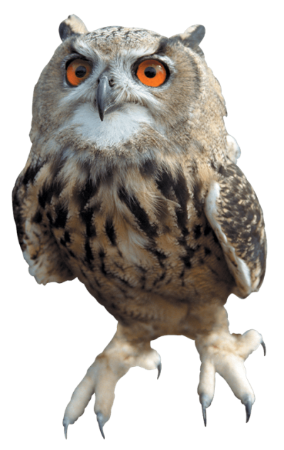 Small Horned Owl Download Hd Image, Bird Varieties PNG Images