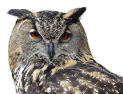 Angry, Red Eyed Owl Images Free Download PNG Images