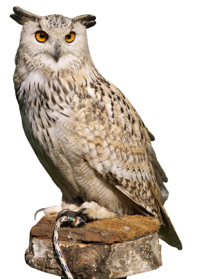 Brown Beautiful Owl Hd Background On Throne PNG Images