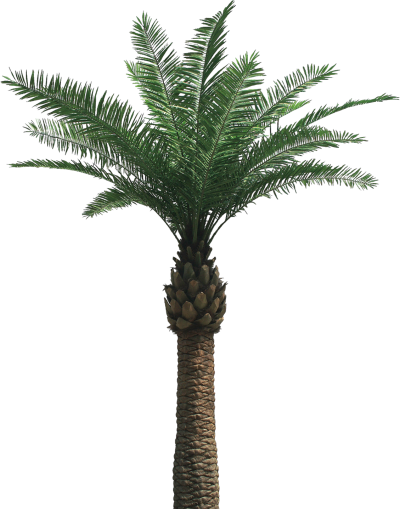 Palm Tree PNG Vector Images with Transparent background - TransparentPNG