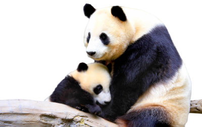 Mom And Baby Panda Picture Free Download PNG Images