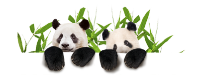 Couple Cute Panda images HD PNG Images