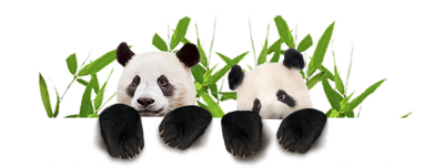 Couple Cute Panda Images HD PNG Images