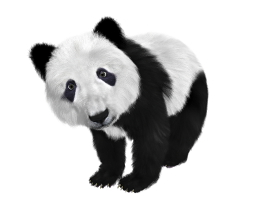 Animal Panda Clipart Photos Background PNG Images