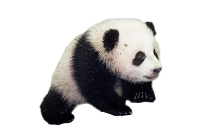 Baby Panda Photo Clipart Hd PNG Images