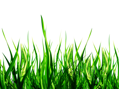 Park amazing image download imgs for grass graphics png