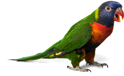 Parrot Clipart Photos PNG Images