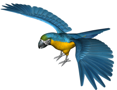 Parrot Clipart Photos 10 PNG Images