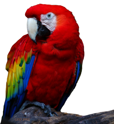 Parrot Red Cute Picture PNG Images